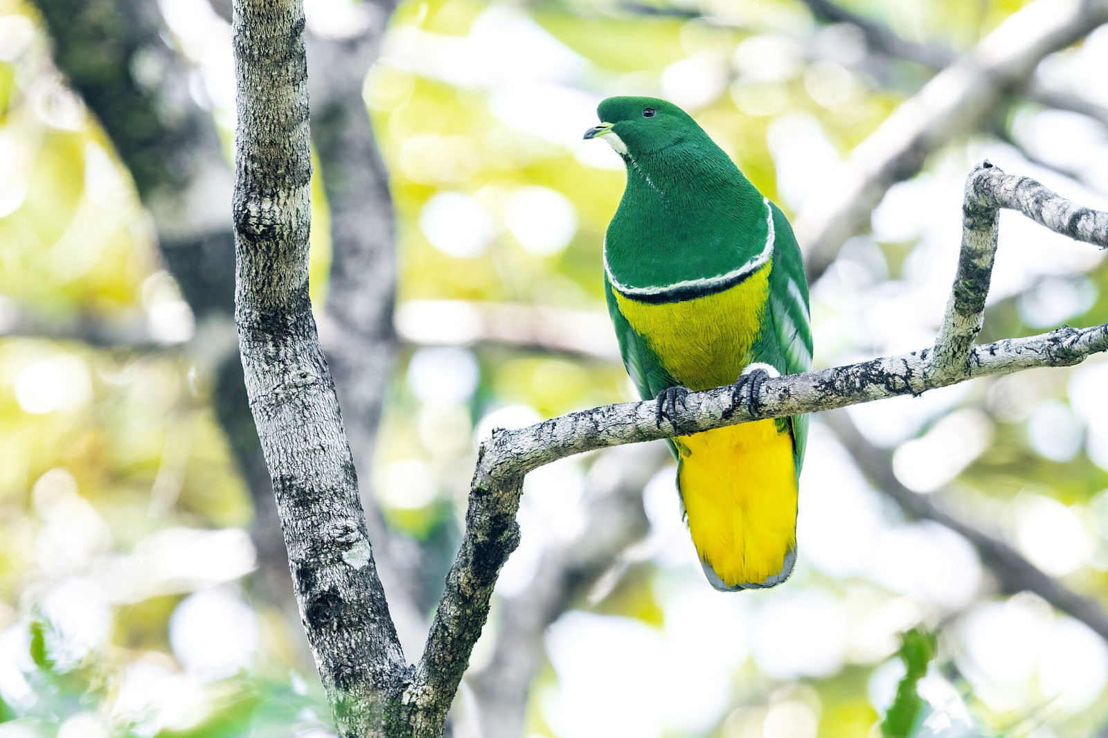 image Cloven-feathered Dove